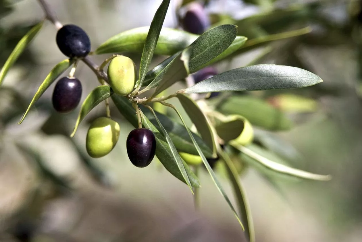 Плоды оливкового дерева
