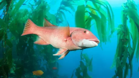 морская рыба в пресной воде
