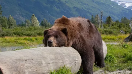 осенняя спячка животных