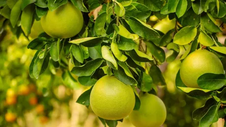 green fruits