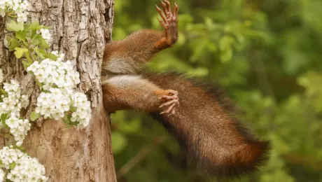 Comedy Wildlife Photography Awards