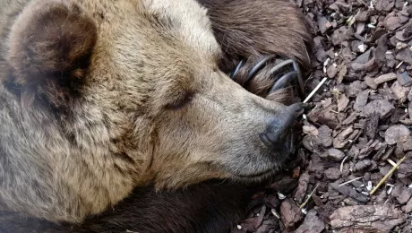 Медведь залез в дом и уснул под столом