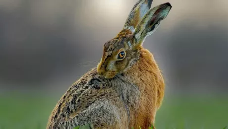 Различия между зайцем и кроликом