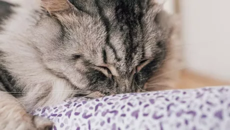 Валериана и кошки
