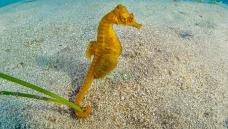 Вертикальное плавание морского конька