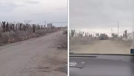 деревья в Жеме