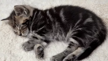 стрижка усов у котенка