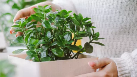 кислород от комнатных растений