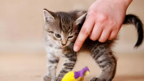 кошка откликается на кис-кис