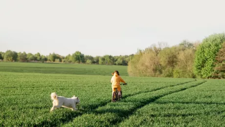 собаки и велосипедисты