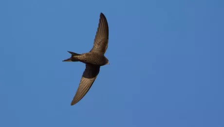 сон стрижей