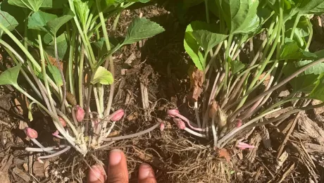 клейстогамные бутоны