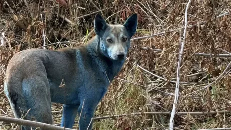 Синяя собака